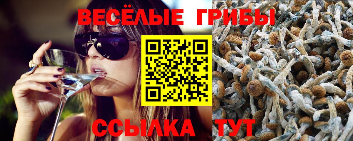 Галлюциногенные грибы Psilocybine cubensis Гурьевск